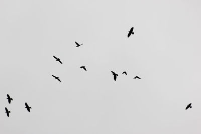 Low angle view of birds flying against clear sky