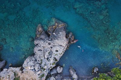 High angle view of turtle in sea