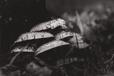 Close-up of a mushroom