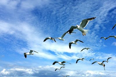 Low angle view of birds flying in sky