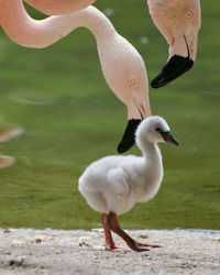 Close-up of birds in lake