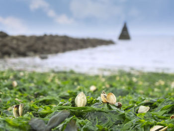 Mussel shells on alluvial seaweed in front of a blurred background with a view of a stone wall.