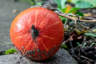 Close-up of orange