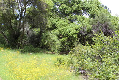 Scenic view of trees in forest