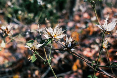 Close-up of wilted flowering plant on field