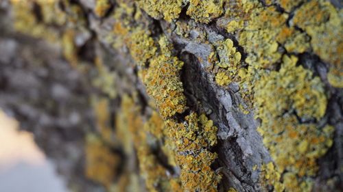 Close-up of moss on rock