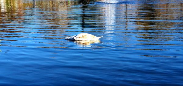 View of duck swimming in lake