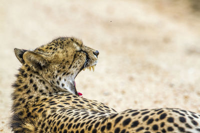 Close-up of a cat