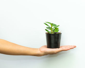 Hand holding potted plant against white background