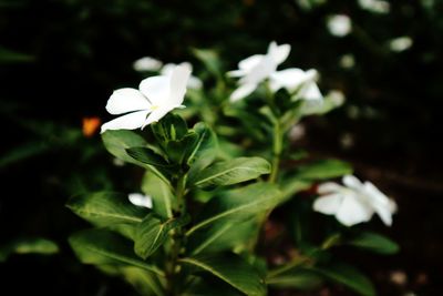 Close-up of white flowering plant