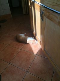 Cat relaxing on floor at home