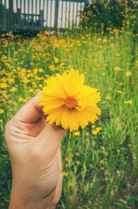 Close-up of cropped hand holding daisy on field