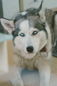 Close-up portrait of dog