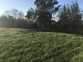 Scenic view of trees on field against sky