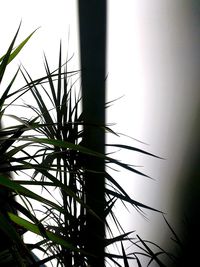 Low angle view of plants against clear sky