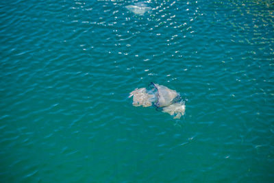 High angle view of fish swimming in sea