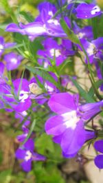 Close-up of purple flowering plants