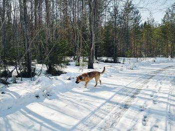 Side view of hairy dog walking snow against clear sky