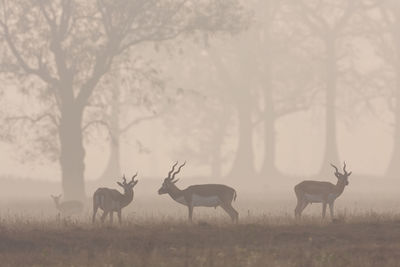 Flock of deer on field against sky