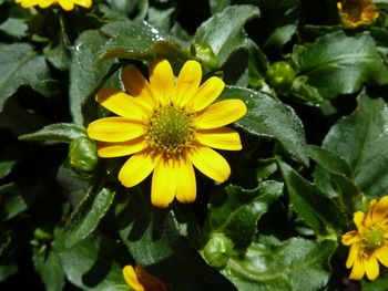 Close-up of yellow flowers blooming outdoors