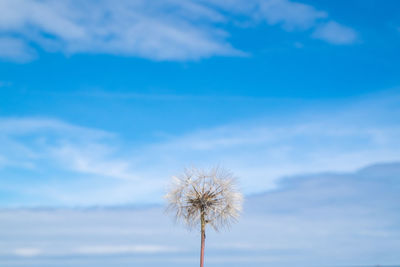 Dandelion against blue sky