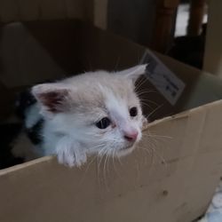 Close-up of white cat