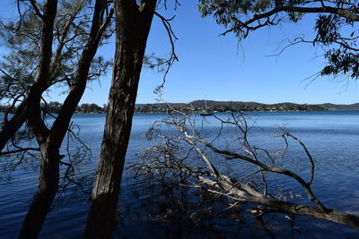 Bare tree by lake against sky