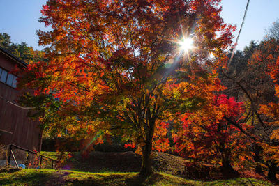 Trees and plants by building against sky during autumn