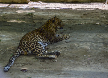 Full length of a cat looking away