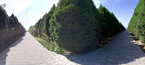 Footpath leading towards trees