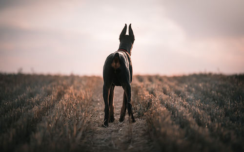 Dog standing on field during sunset