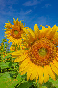 sunflower