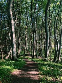 Trees in forest