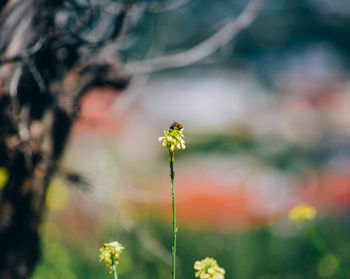 Close-up of yellow flowers blooming in field