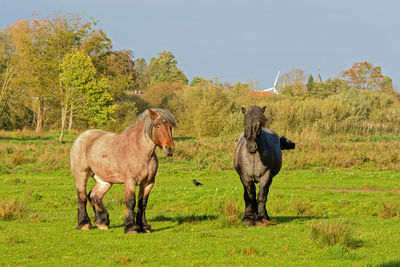 Horses in a field