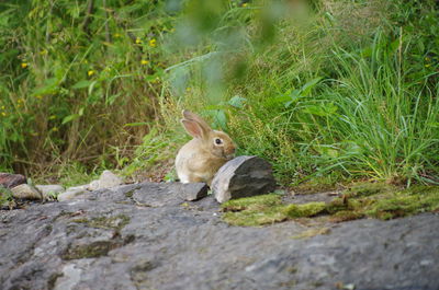 Squirrel on ground