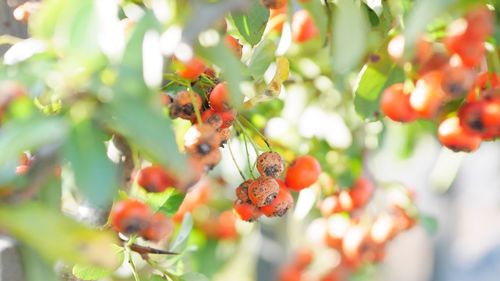 Close-up of berries growing on tree