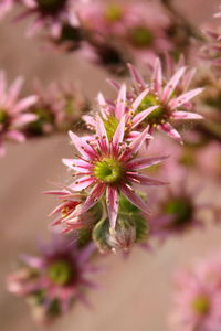 Close-up of pink flowers