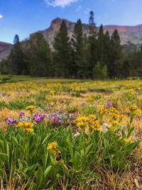View of flowering plants on field