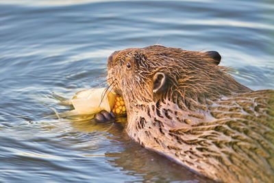 View of duck swimming in sea