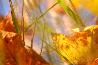 Close-up of maple leaf