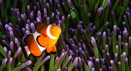 Close-up of fish swimming in sea