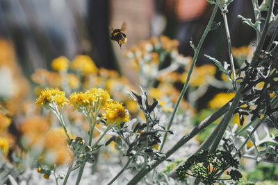 Close-up of insect on yellow flower