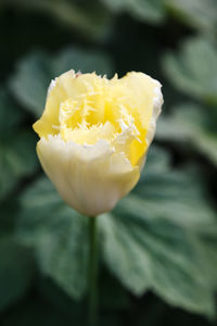 Close-up of yellow rose flower