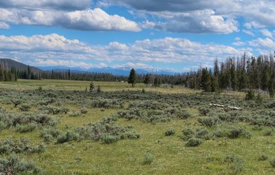 Landscape of meadow, trees and partly cloudy sky in rocky mountain national park in colorado