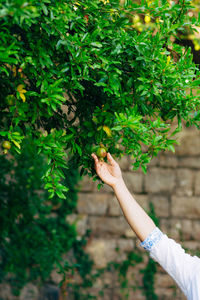 Cropped hand of woman touching pomegranate on tree