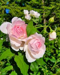 Close-up of pink rose