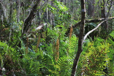 Panoramic view of trees in forest