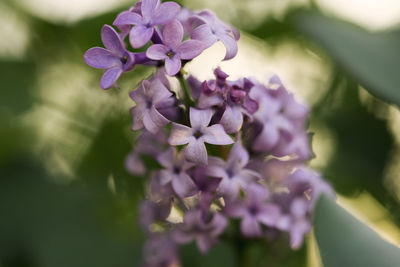 Close-up of purple flowers