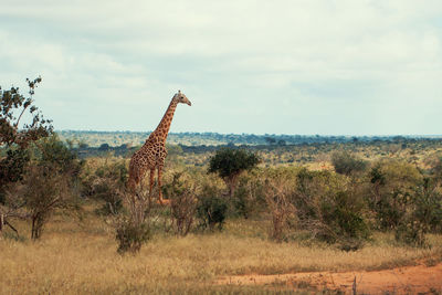 Side view of giraffe standing on landscape against sky